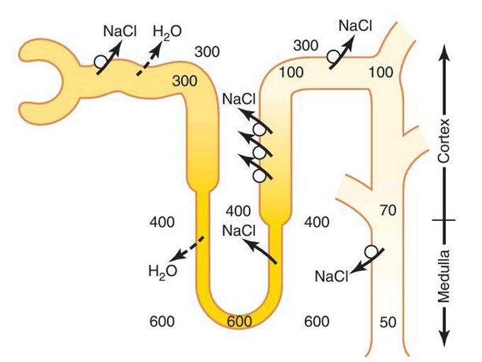 Dilute and concentrated urine