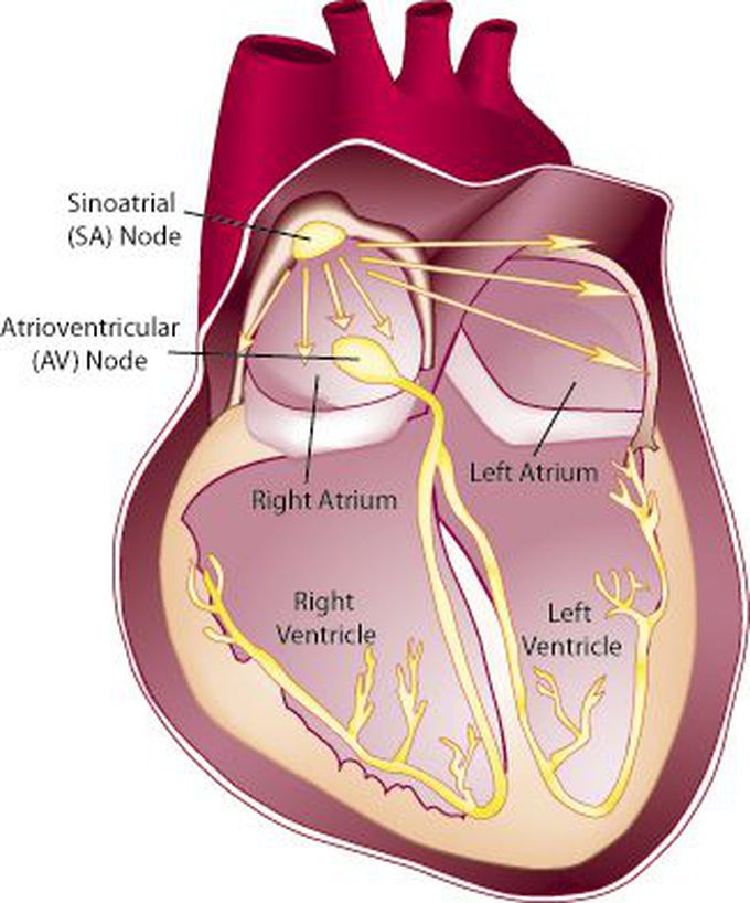 Innervation of the heart