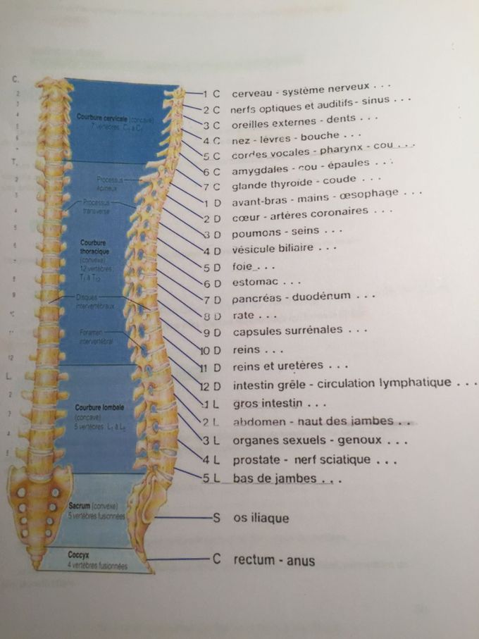 Correspondances des organes part rapport au rachis