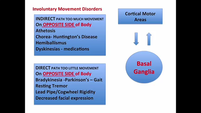 Basal ganglia