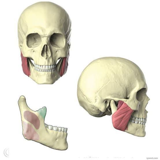 Function, Origin and insertion of masseter - MEDizzy
