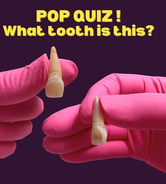 Identify the Tooth