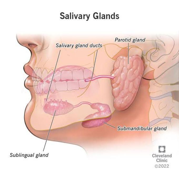 Major salivary glands