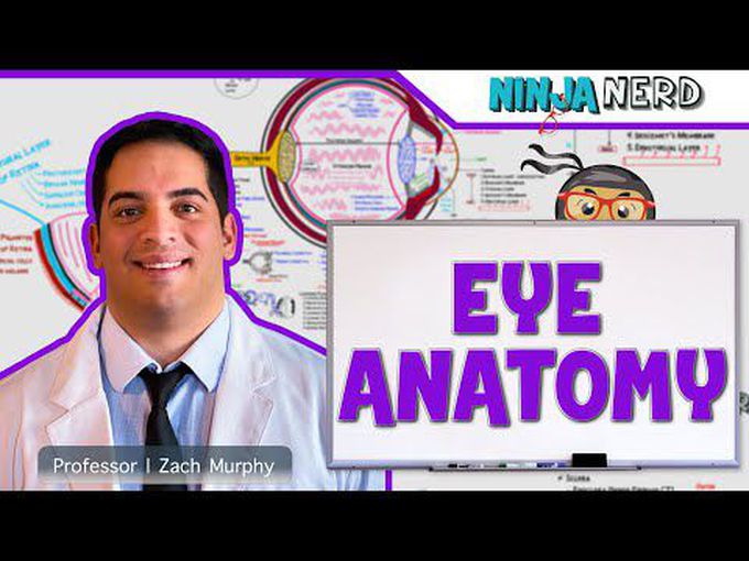 Eyeball anatomy: A detailed account