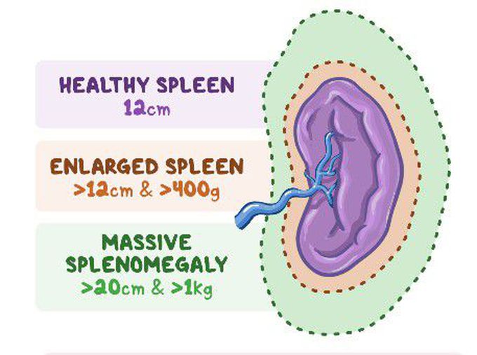 Splenunculi