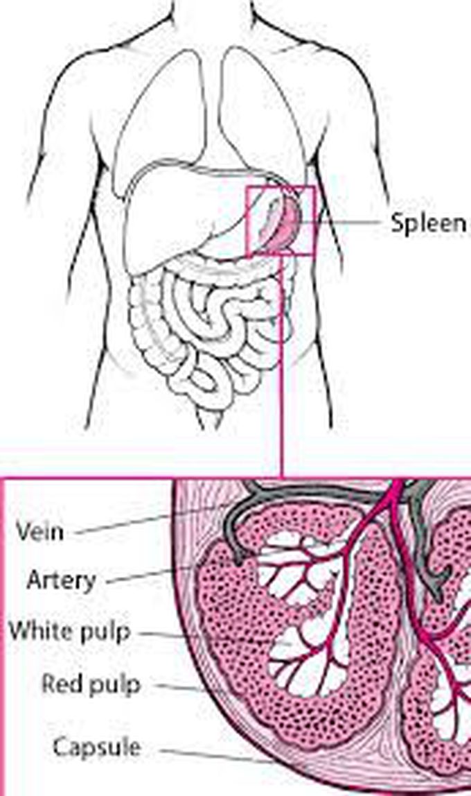 anatomy of spleen