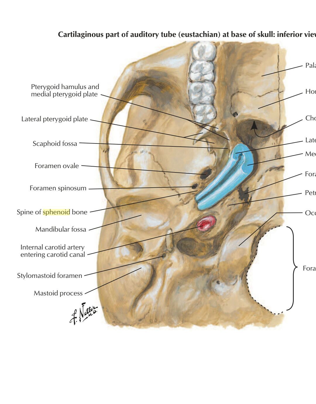 sphenoid bone inferior view