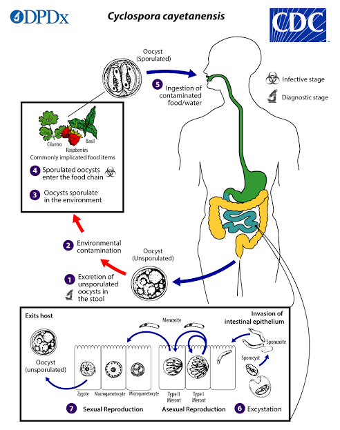 Cyclosporiasis - MEDizzy