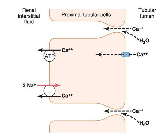 Calcium reabsorption