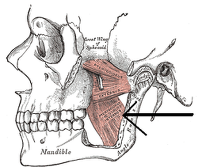 Function, Insertion and origin of Medial pterygoid