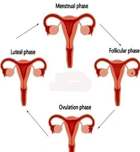 Phases Of Menstrual Cycle Medizzy 