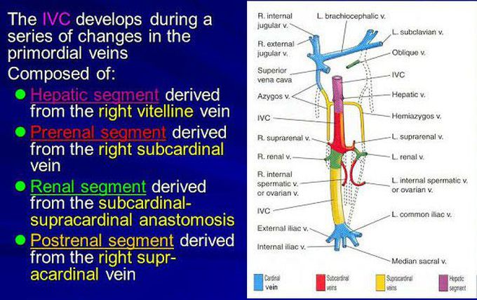 Development of the Inferior Vena Cava