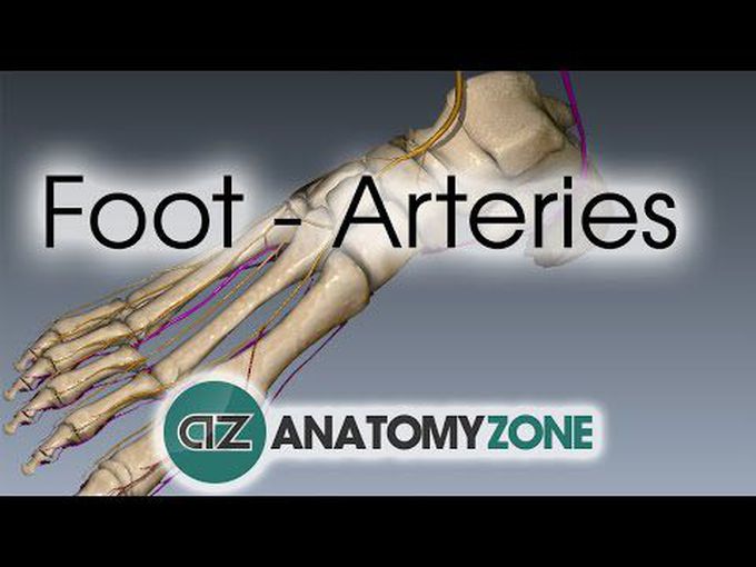 Arterial supply of the foot