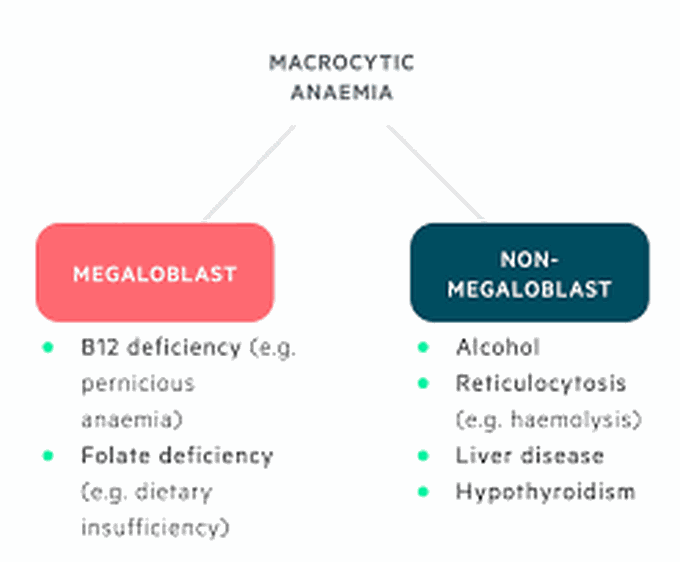 Macrocytic Anemia Medizzy 7488