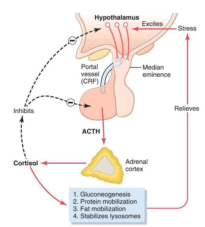 Cortisol control system