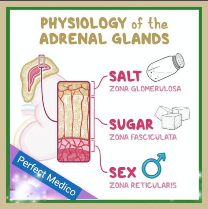 Physiology of adrenal gland