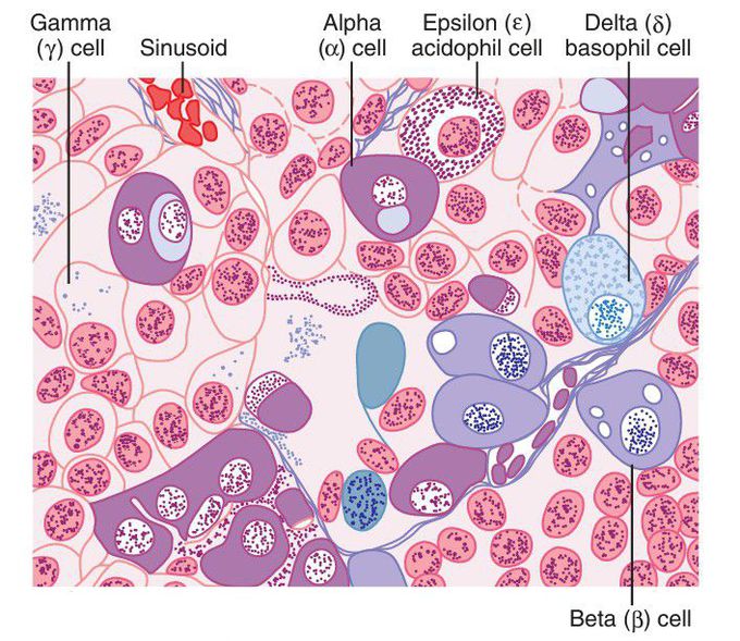 Anterior pituitary gland