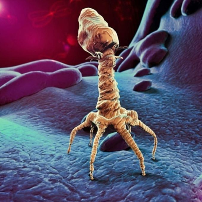 Bacteriophage T4