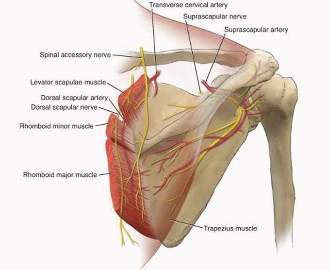 This is how nerve supply of scapula looks like!