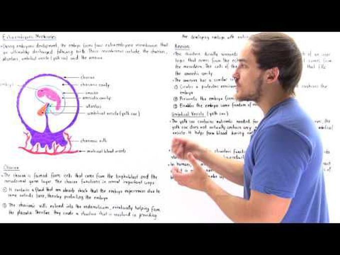 Extraembryonic Membranes