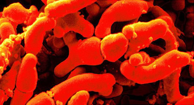Research Flourishes on Promise of Fecal Transplants