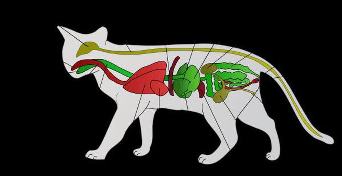 The cat's inside body