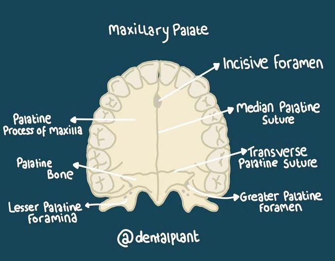 Maxillary Palate