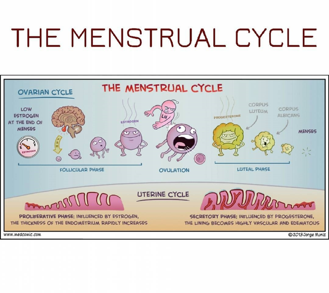 The Menstrual Cycle