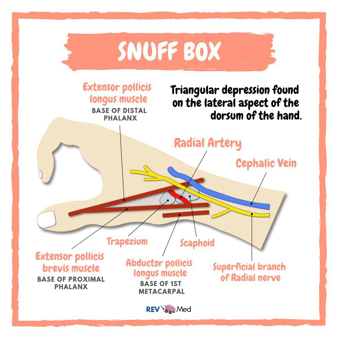 Anatomical Snuff box! - REV Med Anatomy - MEDizzy
