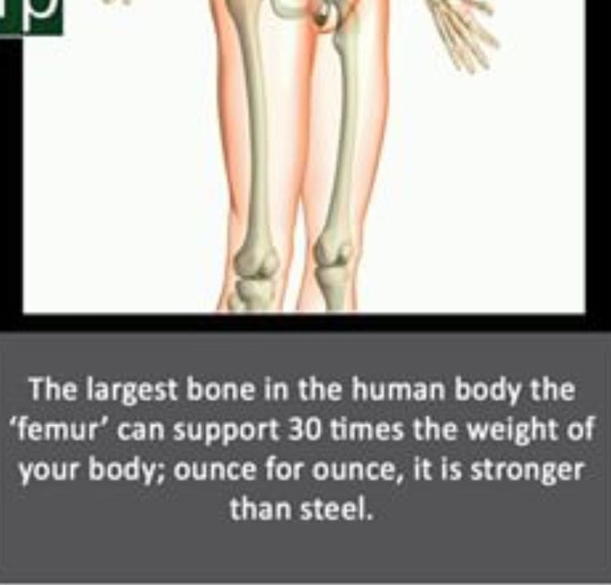 Femur