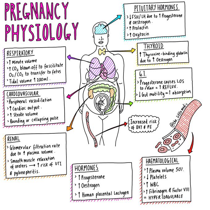 Pregnancy physiology 🤰🏻