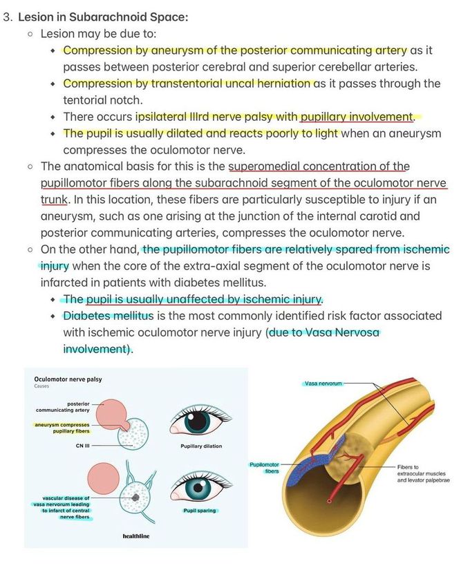 Oculomotor Nerve III
