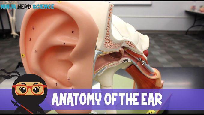 Special Senses | Anatomy of the Ear