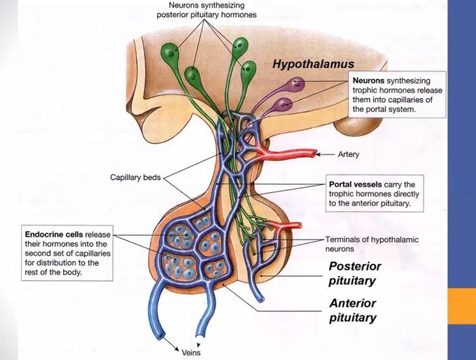 pituitary gland (1)