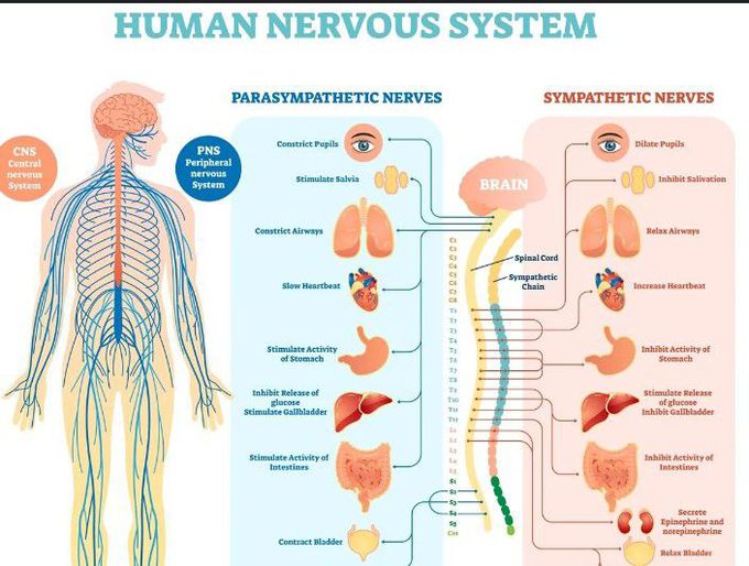 Nervous System