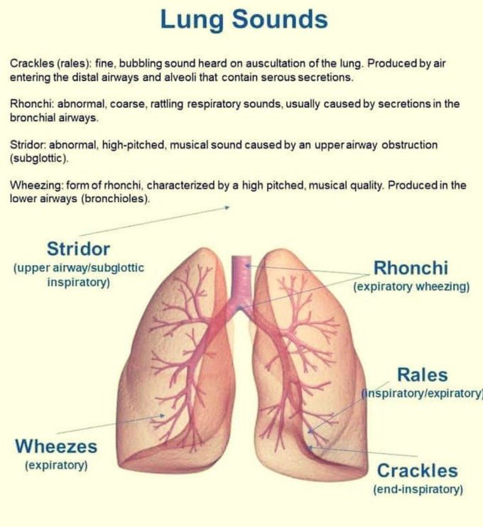 Lung Sounds
