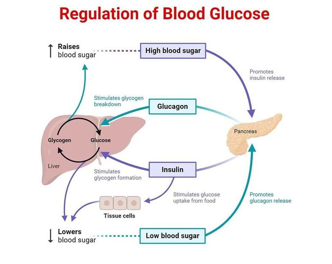 Regulation of Blood Glucose