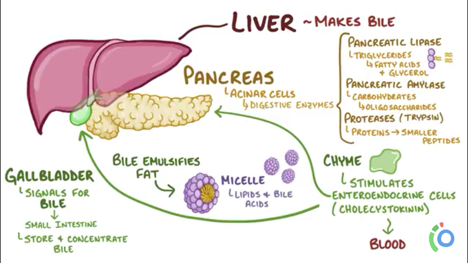 Bio chemical reaction in digestion