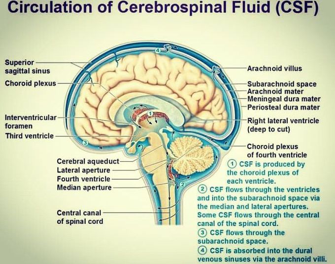 CSF functions