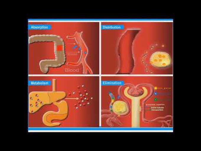 Major processes of pharmacokinetics-For beginners