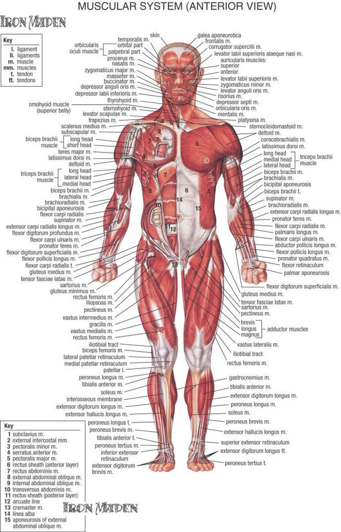 Muscular system