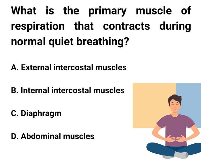Primary Muscle of Respiration