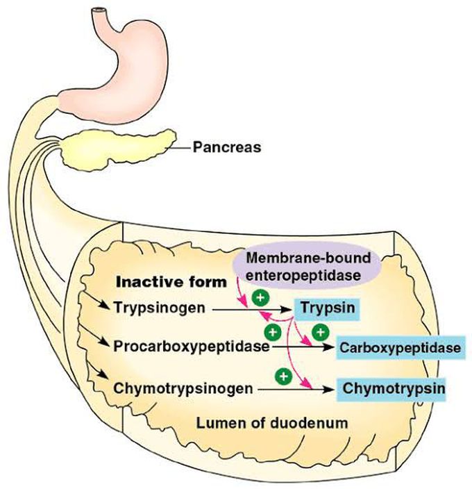 Pancreas Secretion