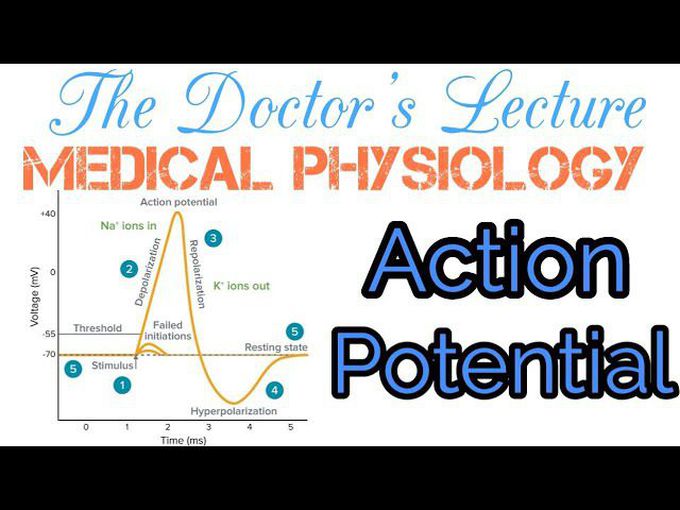 Action Potential
