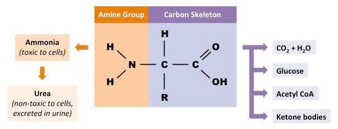 Deamination