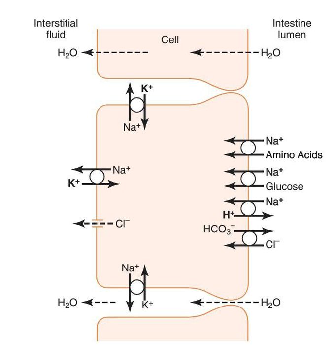 Sodium absorption