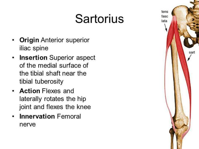 THE LONGEST MUSCLE OF THE BODY