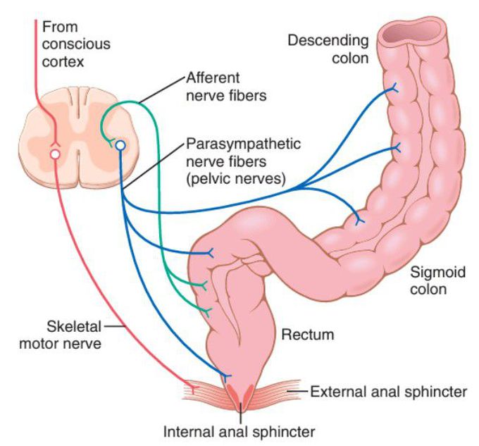 Defecation reflex