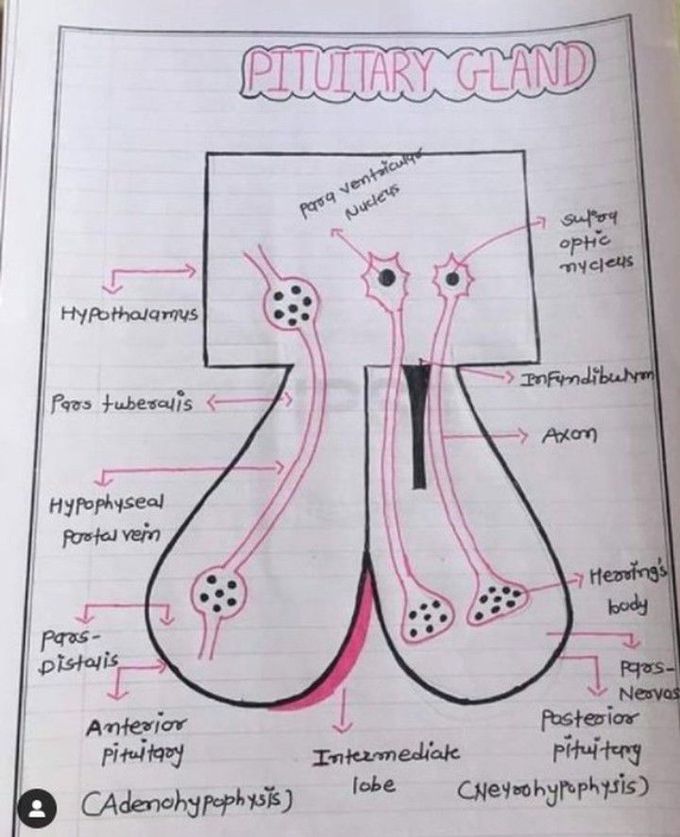 Anatomy of pituitary gland Biology Diagrams