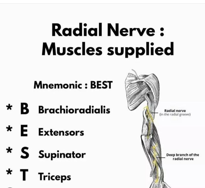 Radial Nerve-Muscle Supply